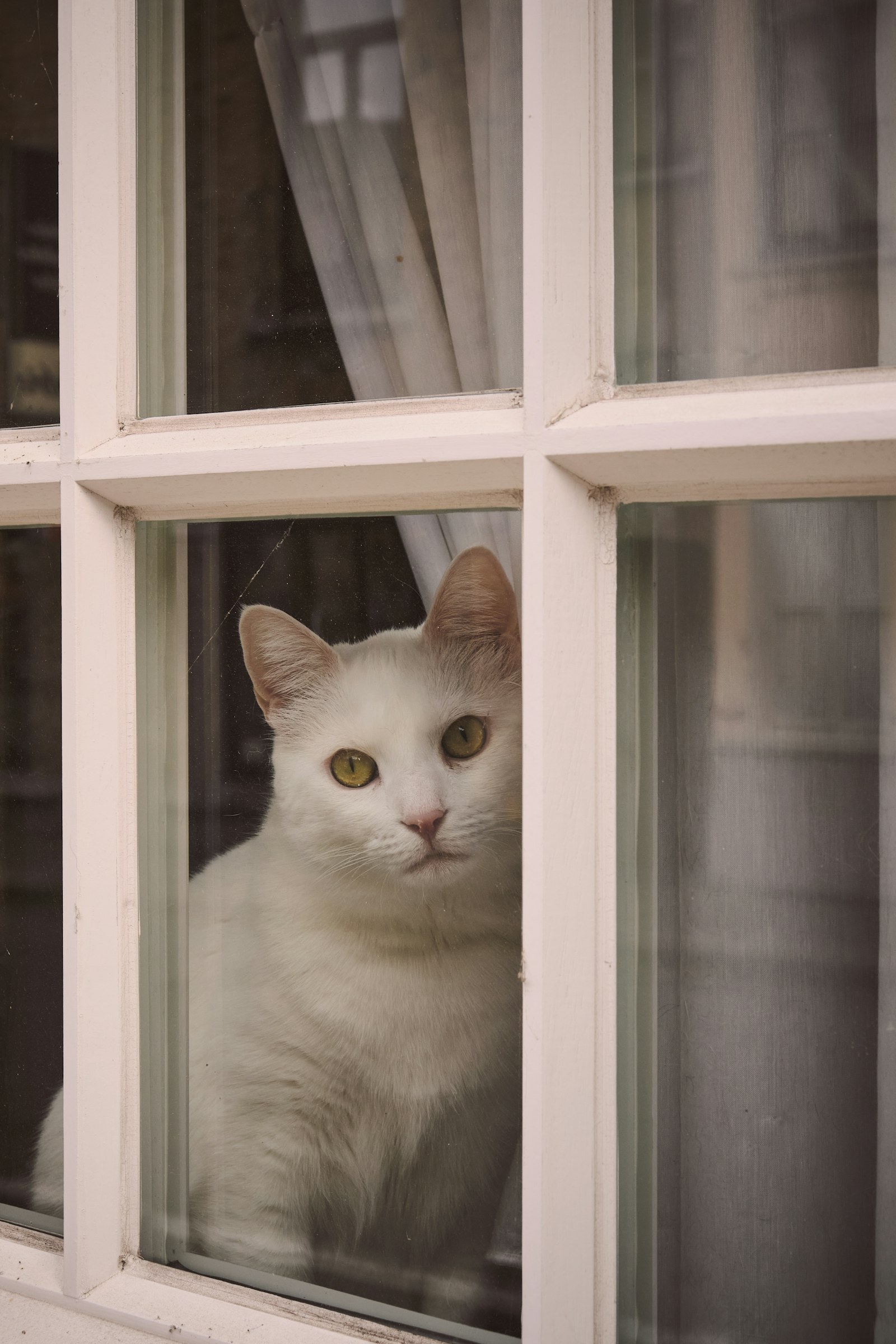 What Cats Think Everyday Objects Are Actually For